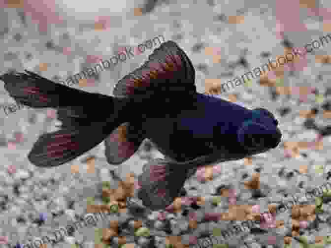 A Beautiful Black Moor Goldfish With Long, Flowing Fins And Protruding Telescopic Eyes. Black Moor Goldfish Clarice Brough