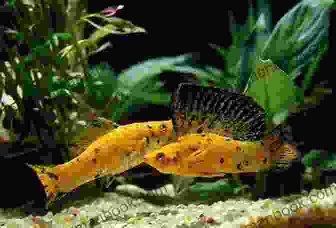 A Group Of Mollies Swimming In An Aquarium. Mollies Short Finned Molly Sailfin Molly Mexican Sailfin Molly (Livebearing Fish 2)