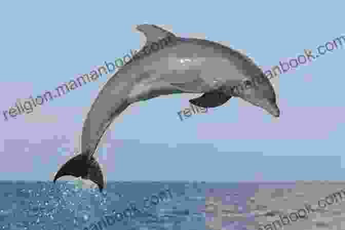 A Photograph Of A Dolphin Leaping Out Of The Water The Voice At 3:00 A M : Selected Late And New Poems