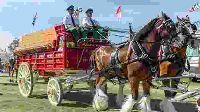 A Team Of Budweiser Clydesdales Pulling A Wagon Budweiser Keeps Clydesdales In The Spotlight
