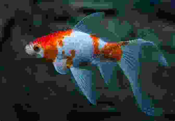 A Vibrant Comet Goldfish With Its Flowing Tail Fin. Comet Goldfish Clarice Brough