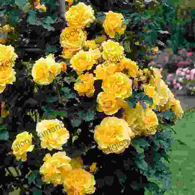 A Vibrant Display Of The Penina Baltrusch Rose Blooming In A Garden How To Grow Roses Penina L Baltrusch