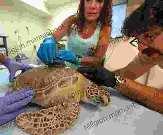 Endangered Sea Turtles At The Turtle Hospital In Marathon, Florida Keys Back On The Road To Key West