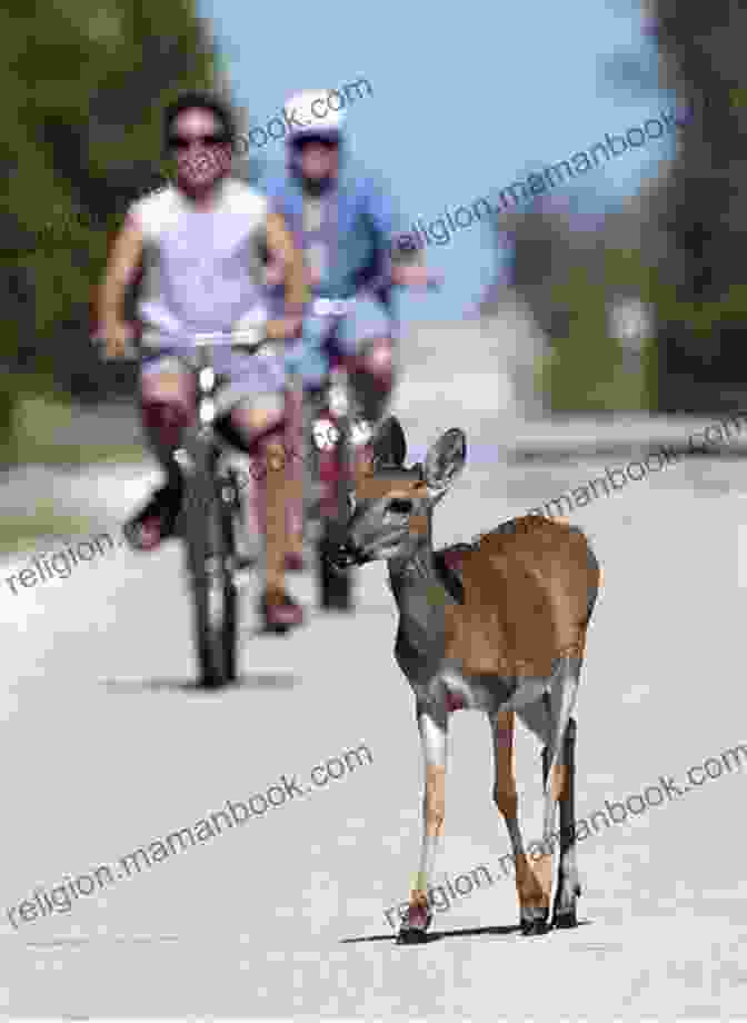 Key Deer The Lost Road To Key West (THE ROAD TO KEY WEST 10)