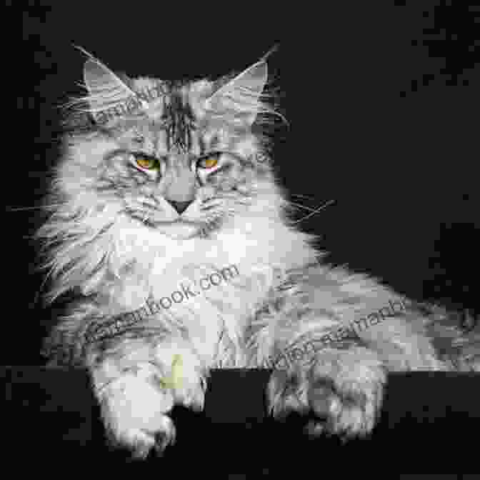 Maine Coon Cat With Its Large Size, Long Fur, And Distinctive Ear Tufts. Exploding Kittens: A Field Guide To Unusual Cats (RP Minis)