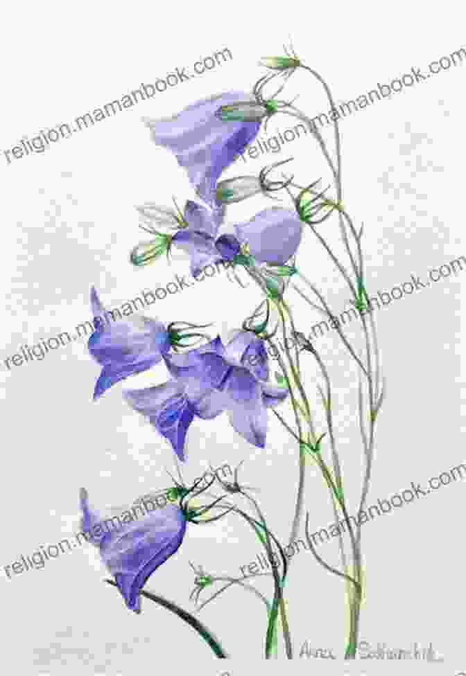 Original Drawing Of A Bluebell By A Passionate Artist Original Drawings Of Wild Flowers (Sketchbook Art)