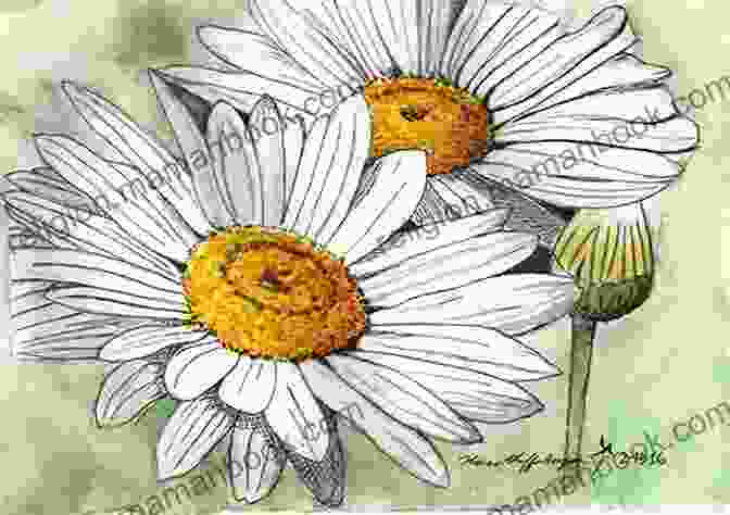 Original Drawing Of A Daisy By A Passionate Artist Original Drawings Of Wild Flowers (Sketchbook Art)