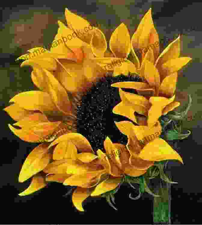 Original Drawing Of A Sunflower By A Passionate Artist Original Drawings Of Wild Flowers (Sketchbook Art)