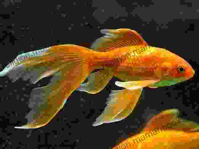 Veiltail Goldfish Veiltail Goldfish Clarice Brough